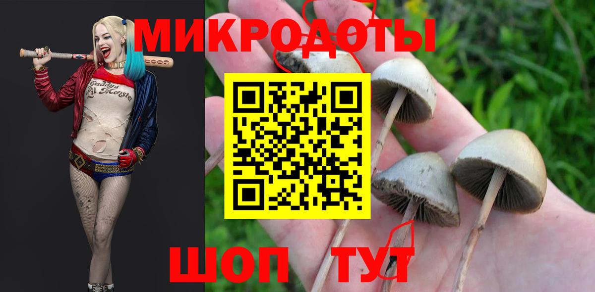 Псилоцибиновые грибы Psilocybe Электрогорск